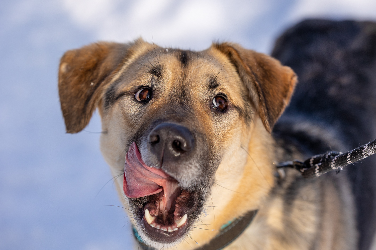 «Кабанчик 35+»