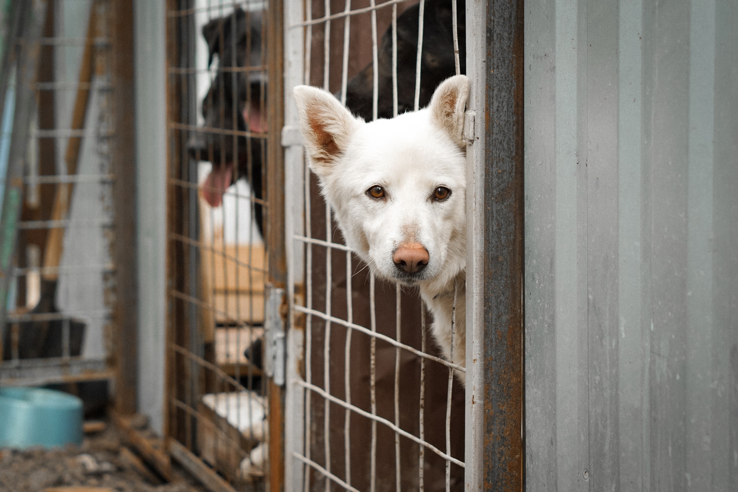 Выгулы собак по выходным