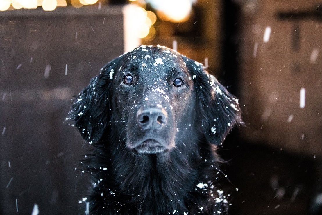 Что в приюте нужнее всего? 